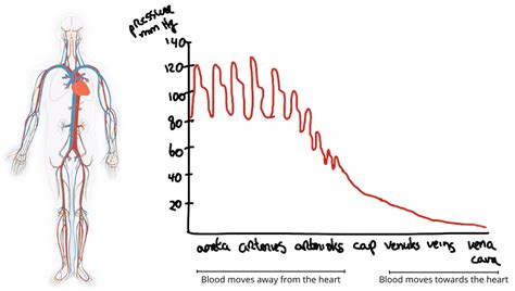 Understanding Blood Pressure: Mean Arterial Pressure And Pulse Pressure ...