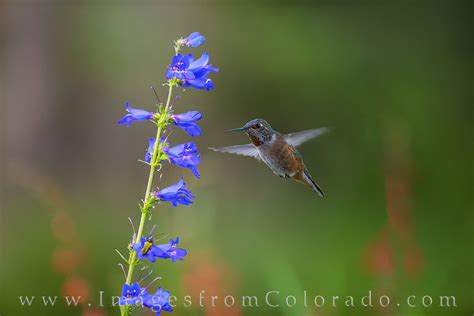 Pretty Blue Hummingbirds