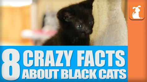 8 Crazy Facts About Black Cats Youtube