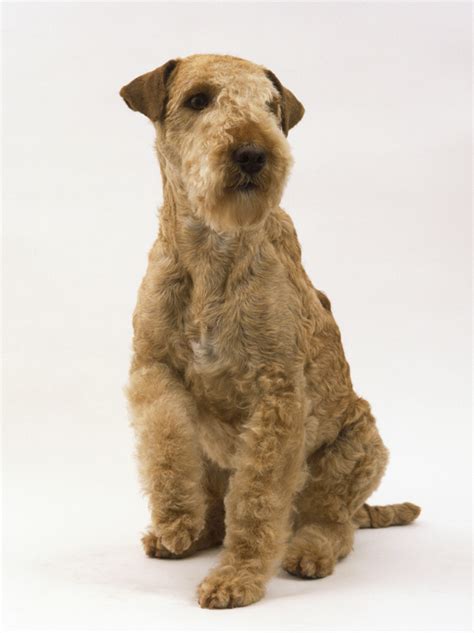 Lakeland Terrier Dog Breed Information Pictures Characteristics