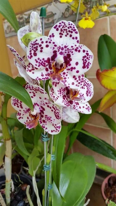 Pin By Jwa On Orchids In 2024 Orchid Flower Unusual Flowers