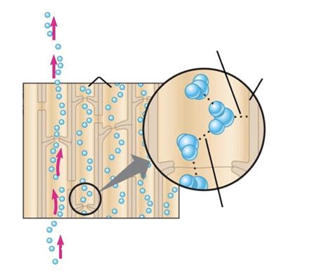 Adhesion and Cohesion Diagram | Quizlet