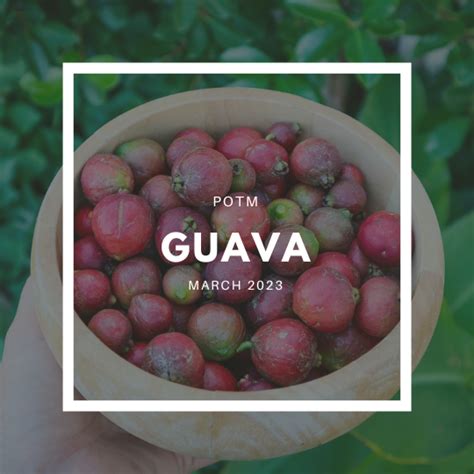 Guava Grow Guide - Sustainable Holly