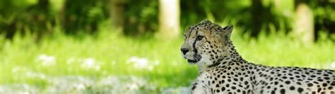 Laying Cheetah Staring Stock Photo Image Of Staring 49069474