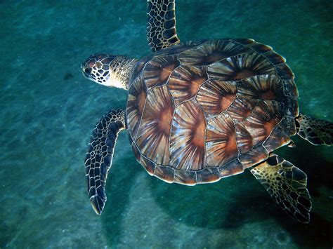 Loggerhead Sea Turtle Shell Pattern