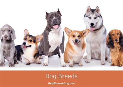 Dog Breeds | Help I Have A Dog!