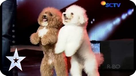 Such A Lovely Dog Acrobatic Lovly Dog Audition 5 Indonesias Got