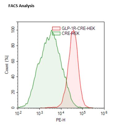 GLP 1R CRE Luc Reporter HEK293 Recombinant Cell Line BPS