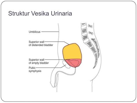 Anatomi Sistem Urinaria PPT