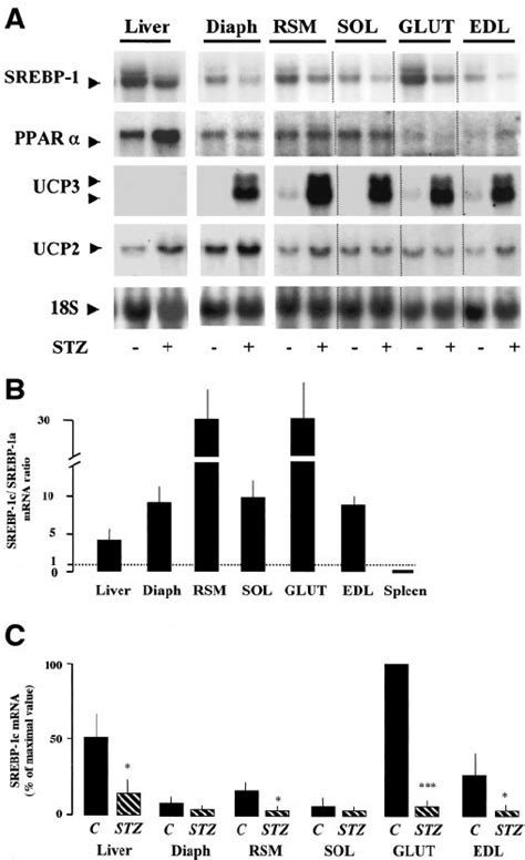 Expression Of Srebp Mrna In Control Or Diabetic Adult Rat Skeletal