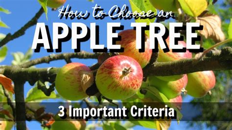 How To Choose An Apple Tree In Utah Western Garden Centers