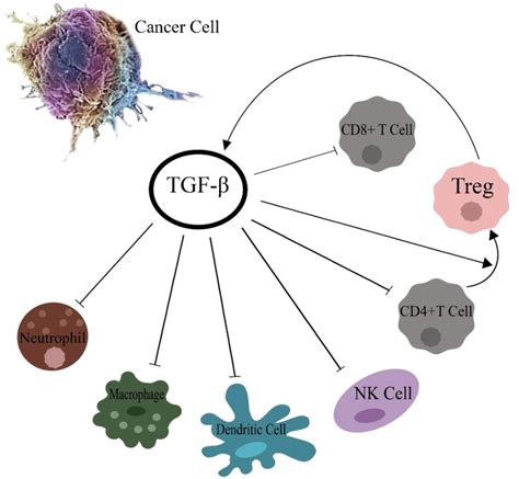 Tgf β Effects On Different Cells Of The Immune System Tgf β Suppresses Download Scientific