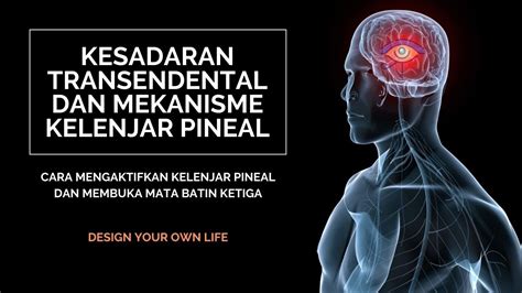 Ternyata Begini Mekanisme Aktivasi Kelenjar Pineal Hingga Membuka Mata