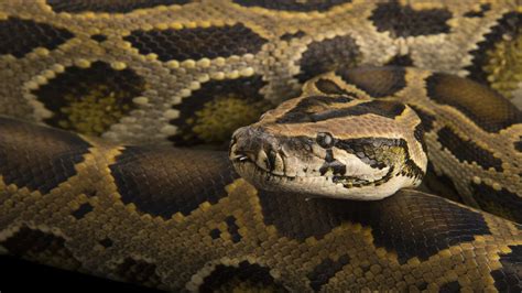 How To Take Care Of A Burmese Python Lagoncatinfo