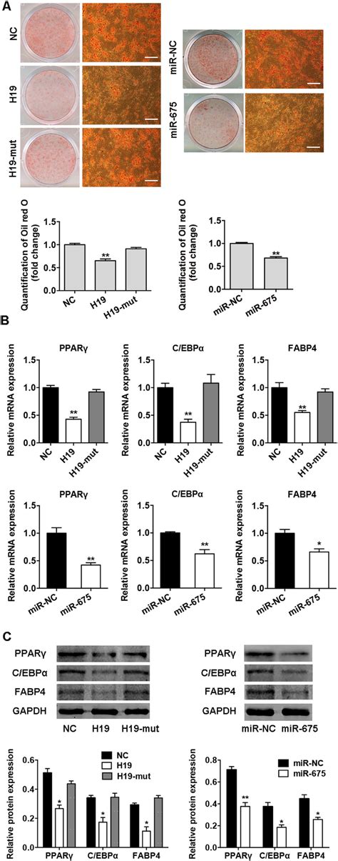 H19 And Mir 675 Inhibited Adipogenic Differentiation Of Bmscs A