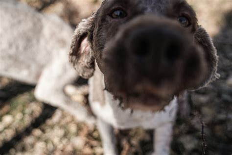 We breed and train the Lagotto Romagnolo