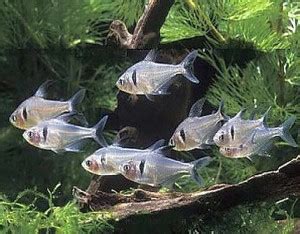 Black Phantom Tetra Hyphessobrycon Megalopterus Tropical Fish Keeping