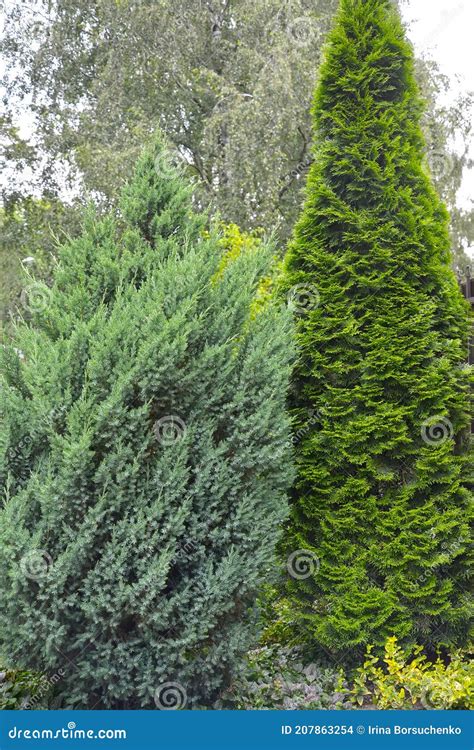 Planting Of Western Thuja And Pine Varieties Vatereri Pinus Sylvestris