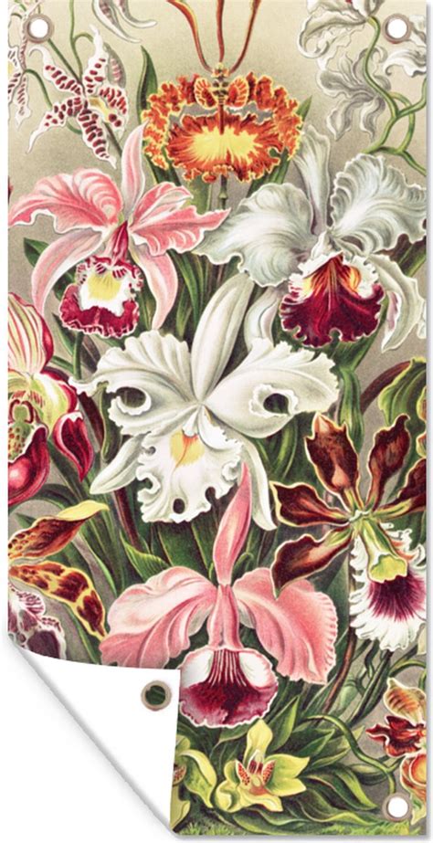 Schuttingposter Bloemen Ernst Haeckel Vintage Orchidee X