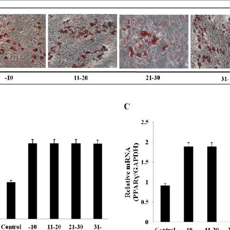 Adipogenic Differentiation Potential Of T Mscs According To Long Term