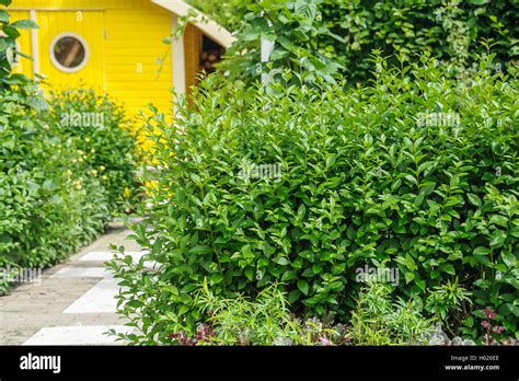 Privet Hedge Hi Res Stock Photography And Images Alamy