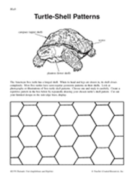 Turtle-Shell Patterns - TeacherVision