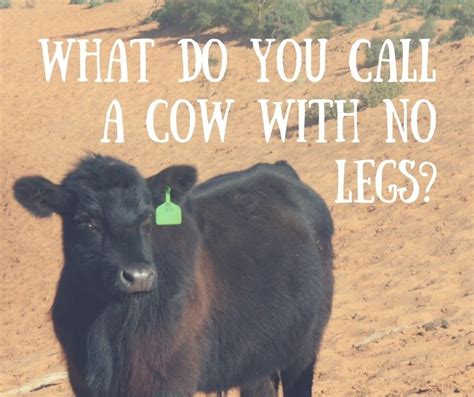 What Do You Call A Cow With No Legs Cowjoke Joke Cow Royal Royal C