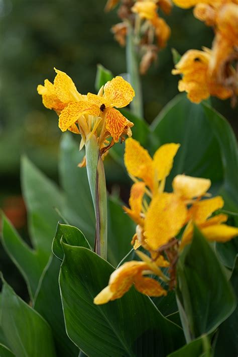 Canna Vermehren So Geht Es Ganz Einfach Freudengarten