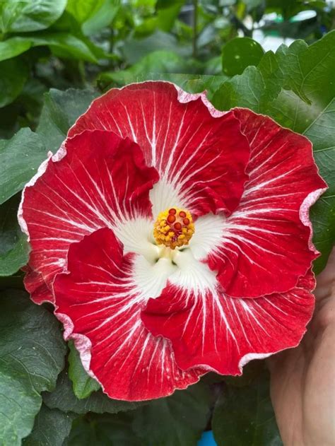 Pin By Maria Regina Chinelato On Mreginahibiscos Flowers Hibiscus