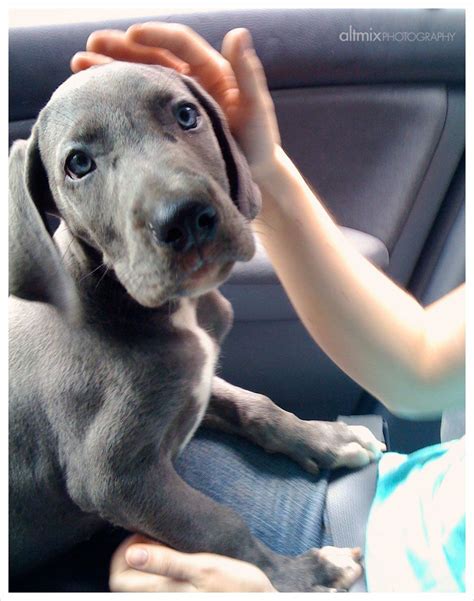 I absolutely must have a blue great dane puppy. How could anyone resist that face? | Dane dog ...