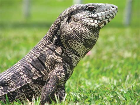 Argentine Black And White Tegu Lehigh Valley Zoo 51 Off