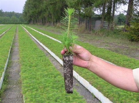 13 5 mln młodych drzewek posadzono w podkarpackich lasach DREWNO PL