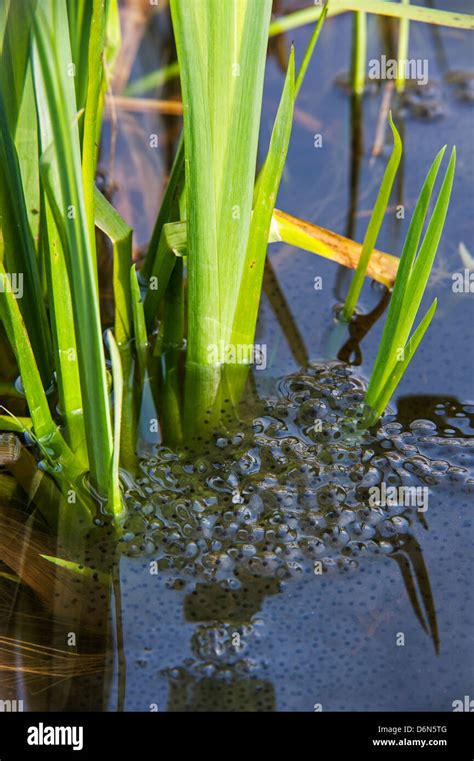 European Common Brown Frog Rana Temporaria Frogspawn Among Water