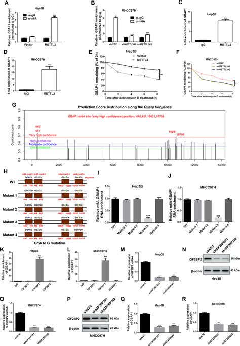 Mettl Induces Gbap Expression In An M A Dependent Manner In Hcc A