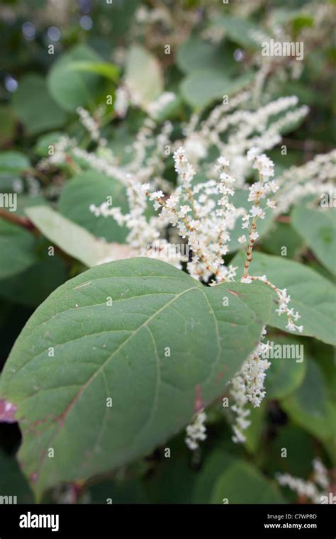 Japanese Knotweed Leaves Hi Res Stock Photography And Images Alamy