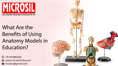 What Are the Benefits of Using Anatomy Models in Education?