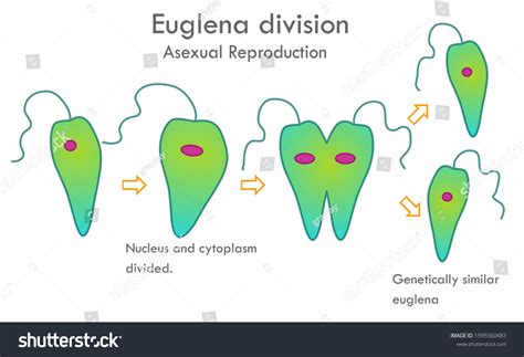 Euglena Division Stages Asexual Reproduction Mitotic Stock Vector ...