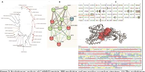 Table 1 From Structure Based Functional Annotation Of A MYND Less