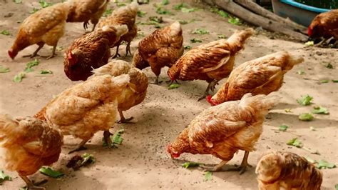 inilah  jenis ayam petelur unggulan  membawa untung