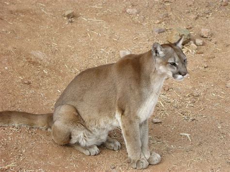 Picture 3 of 5 - Cougar (Felis Concolor) Pictures & Images - Animals ...