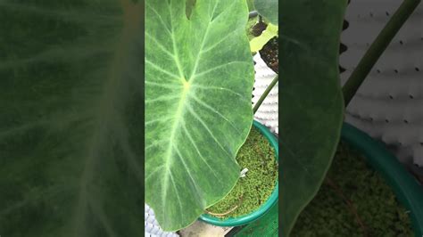 Colocasia Tiger Stripe Youtube