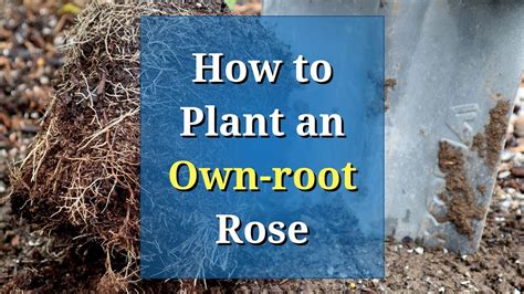 How To Plant An Own Root Rose Easy Steps Youtube