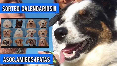 SORTEO Calendarios Asociacion Amigos4patas El Viso Cordoba Refugio