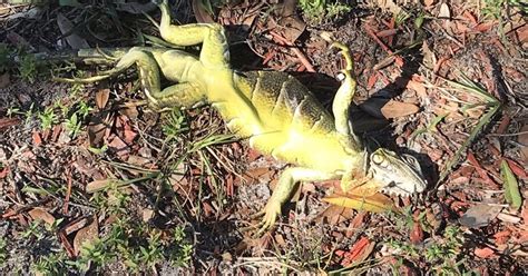 Iguanas Falling From Trees In Florida Because Its So Cold Cbs