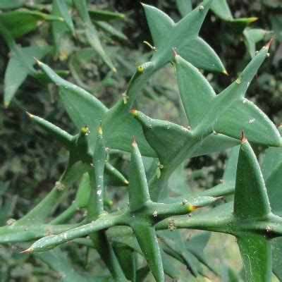 Colletia Cruciata Vente Colletie En Croix De Fer