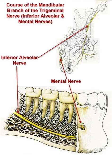 mental nerve intelligent dental
