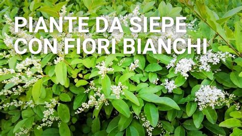 Come Coltivare Siepi Con Fiori Bianchi Profumati Guida Pratica