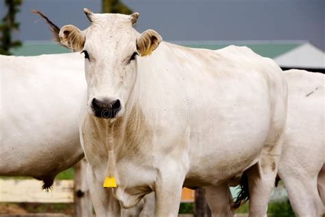 Chianina cow stock photo. Image of grazing, close, dairy - 14632994