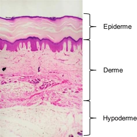 Structure De La Peau Humaine Constituée De Trois Couches Lépiderme