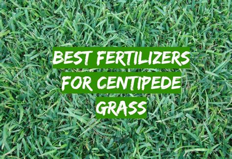 Top 5 Best Fertilizers For Centipede Grass [april 2024 Review] Grass Killer